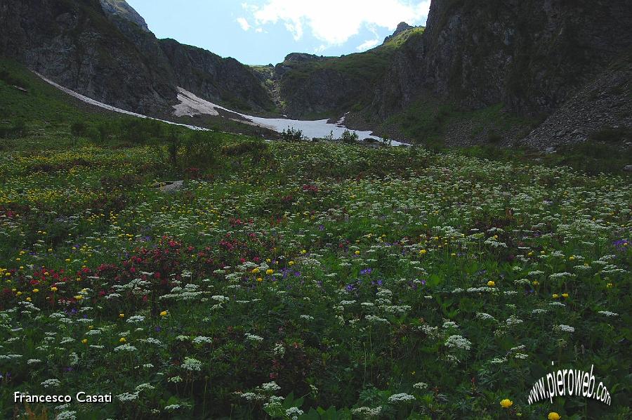 23 Fiori verso il passo Manina.jpg